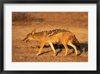 Black-backed jackal, Canis mesomelas, Etosha NP, Namibia, Africa. Fine Art Print