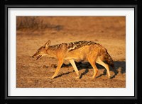 Black-backed jackal, Canis mesomelas, Etosha NP, Namibia, Africa. Fine Art Print