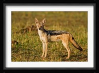Black-backed Jackal, Maasai Mara Wildlife Reserve, Kenya Fine Art Print