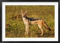 Black-backed Jackal, Maasai Mara Wildlife Reserve, Kenya Fine Art Print