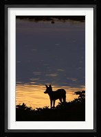 Black-backed jackal, Okaukuejo waterhole, Etosha NP, Namibia, Africa. Fine Art Print