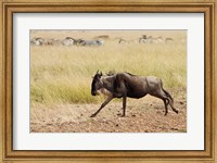 Blue Wildebeest on the run in Maasai Mara Wildlife Reserve, Kenya. Fine Art Print