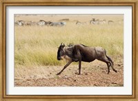Blue Wildebeest on the run in Maasai Mara Wildlife Reserve, Kenya. Fine Art Print