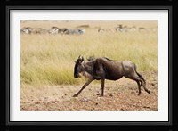 Blue Wildebeest on the run in Maasai Mara Wildlife Reserve, Kenya. Fine Art Print