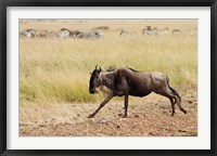 Blue Wildebeest on the run in Maasai Mara Wildlife Reserve, Kenya. Fine Art Print
