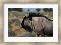 Blue wildebeest, Connochaetes taurinus, Etosha NP, Namibia, Africa. Fine Art Print