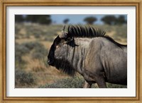 Blue wildebeest, Connochaetes taurinus, Etosha NP, Namibia, Africa. Fine Art Print