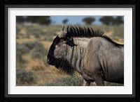 Blue wildebeest, Connochaetes taurinus, Etosha NP, Namibia, Africa. Fine Art Print