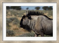 Blue wildebeest, Connochaetes taurinus, Etosha NP, Namibia, Africa. Fine Art Print