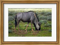 Blue wildebeest, Etosha National Park, Namibia Fine Art Print