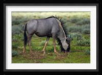 Blue wildebeest, Etosha National Park, Namibia Fine Art Print