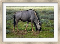 Blue wildebeest, Etosha National Park, Namibia Fine Art Print