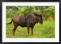 Blue wildebeest, Kruger National Park, South Africa Fine Art Print