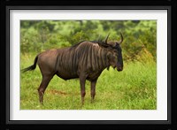 Blue wildebeest, Kruger National Park, South Africa Fine Art Print