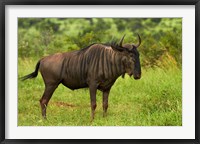 Blue wildebeest, Kruger National Park, South Africa Fine Art Print