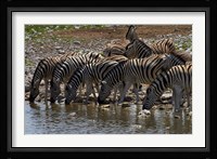 Burchells zebra at Okaukuejo waterhole, Etosha NP, Namibia, Africa. Fine Art Print