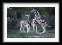Burchell's zebra fighting, Etosha National Park, Namibia Fine Art Print