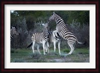Burchell's zebra fighting, Etosha National Park, Namibia Fine Art Print