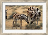 Burchell's zebra foal and mother, Etosha National Park, Namibia Fine Art Print
