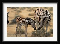 Burchell's zebra foal and mother, Etosha National Park, Namibia Fine Art Print
