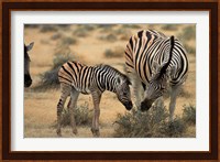Burchell's zebra foal and mother, Etosha National Park, Namibia Fine Art Print