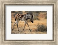 Burchells zebra foal, burchellii, Etosha NP, Namibia, Africa. Fine Art Print