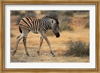 Burchells zebra foal, burchellii, Etosha NP, Namibia, Africa. Fine Art Print