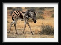 Burchells zebra foal, burchellii, Etosha NP, Namibia, Africa. Fine Art Print