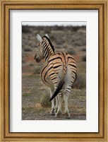 Burchells zebra with mismatched stripes, Etosha NP, Namibia, Africa. Fine Art Print