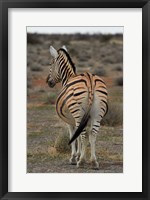 Burchells zebra with mismatched stripes, Etosha NP, Namibia, Africa. Fine Art Print