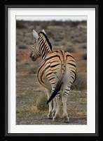 Burchells zebra with mismatched stripes, Etosha NP, Namibia, Africa. Fine Art Print