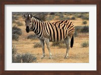 Burchells zebra, burchellii, Etosha NP, Namibia, Africa. Fine Art Print