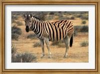 Burchells zebra, burchellii, Etosha NP, Namibia, Africa. Fine Art Print