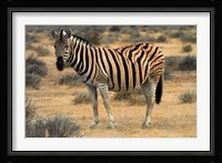 Burchells zebra, burchellii, Etosha NP, Namibia, Africa. Fine Art Print