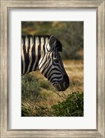 Zebra's head, Namibia, Africa. Fine Art Print