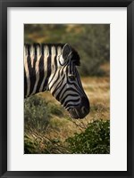 Zebra's head, Namibia, Africa. Fine Art Print