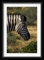 Zebra's head, Namibia, Africa. Fine Art Print