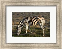 Zebra grazing, burchellii, Etosha NP, Namibia, Africa. Fine Art Print