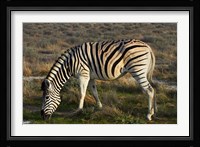 Zebra grazing, burchellii, Etosha NP, Namibia, Africa. Fine Art Print