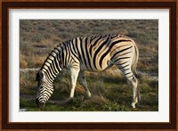 Zebra grazing, burchellii, Etosha NP, Namibia, Africa. Fine Art Print