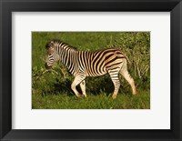 Burchells zebra, burchellii, Kruger NP, South Africa Fine Art Print