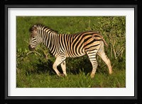 Burchells zebra, burchellii, Kruger NP, South Africa Fine Art Print