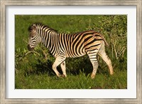 Burchells zebra, burchellii, Kruger NP, South Africa Fine Art Print