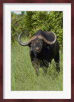 Cape buffalo, Hwange National Park, Zimbabwe, Africa Fine Art Print