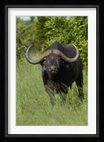 Cape buffalo, Hwange National Park, Zimbabwe, Africa Fine Art Print
