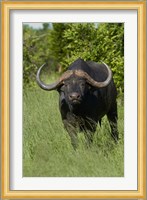 Cape buffalo, Hwange National Park, Zimbabwe, Africa Fine Art Print