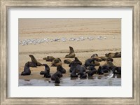 Cape Fur Seal colony at Pelican Point, Walvis Bay, Namibia, Africa. Fine Art Print