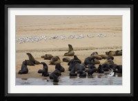 Cape Fur Seal colony at Pelican Point, Walvis Bay, Namibia, Africa. Fine Art Print
