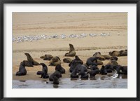 Cape Fur Seal colony at Pelican Point, Walvis Bay, Namibia, Africa. Fine Art Print