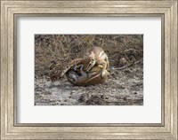 Cape ground squirrels fighting, Etosha NP, Namibia, Africa. Fine Art Print